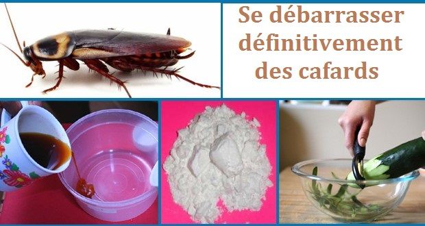 Comment se débarrasser des cafards